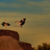 Cap bily - Ciconia ciconia - White Stork 2080a